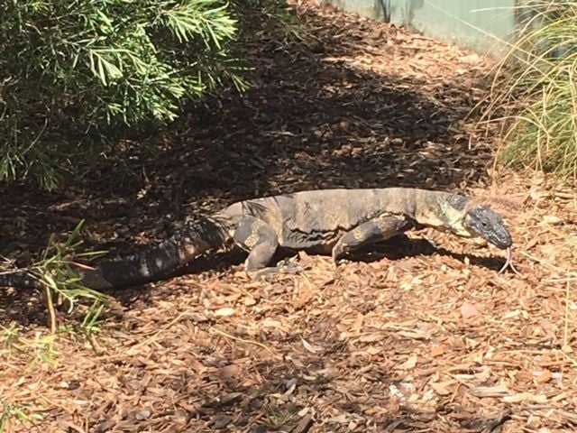 Symbio Wildlife Park - Thursday 15th October, 2020 Image -5f8d03bcb5794